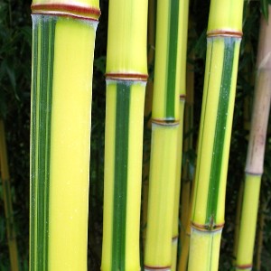 bamboo 1